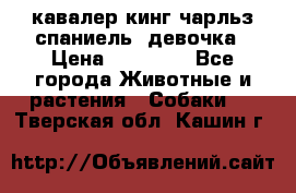  кавалер кинг чарльз спаниель -девочка › Цена ­ 45 000 - Все города Животные и растения » Собаки   . Тверская обл.,Кашин г.